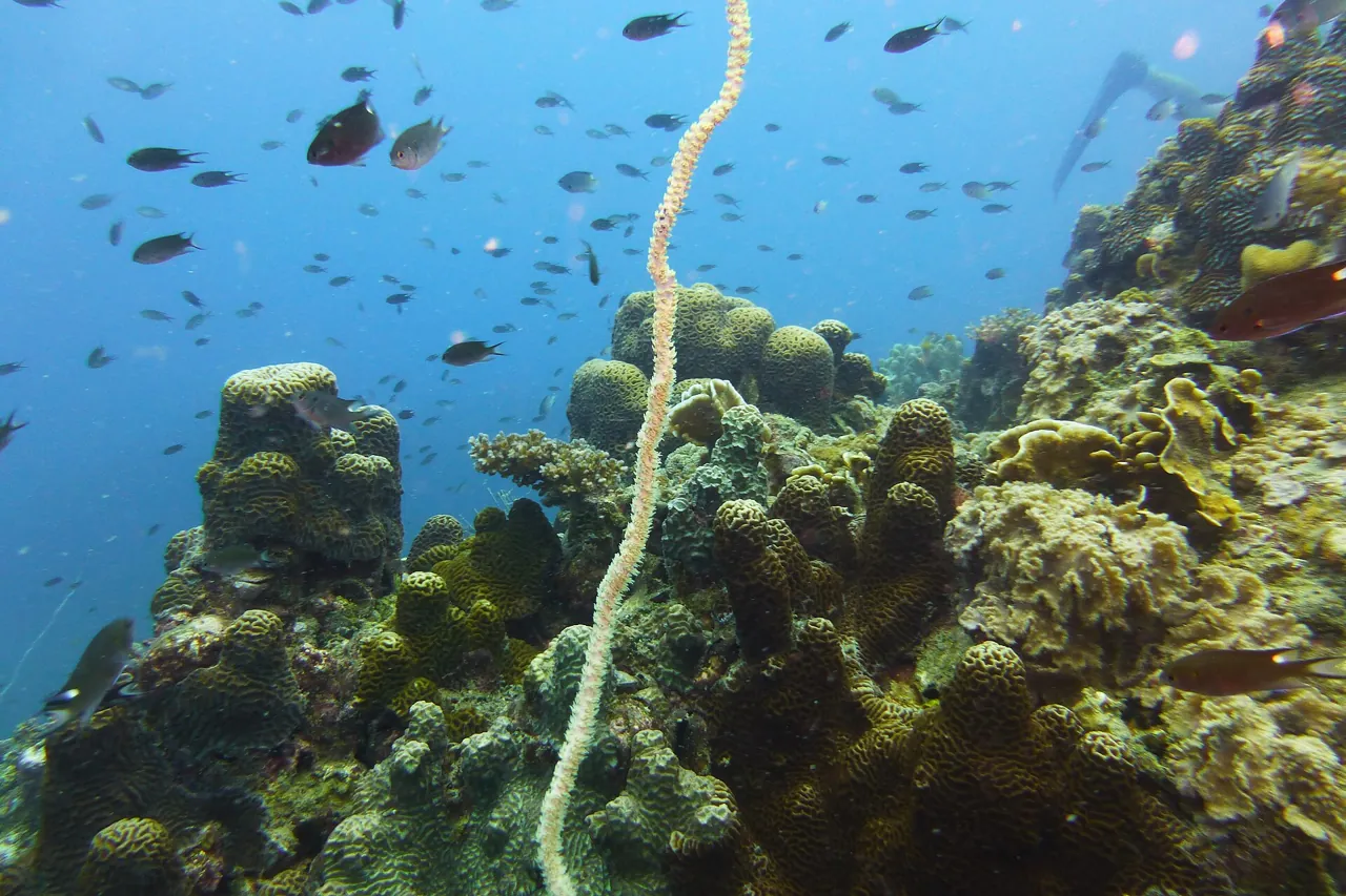 Reef fish and corals around Koh Tao